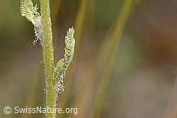 Gelbe Schafgarbe (Achillea tomentosa) (C339366)