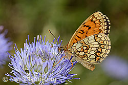Melitaea phoebe on Jasione montana (C339438)