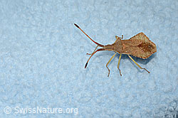 C339441: Rhombenwanze (Syromastus rhombeus)