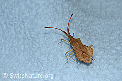 C339442: Rhombenwanze (Syromastus rhombeus)