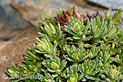 Saxifraga aizoides (C342750)