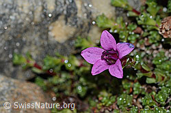 Gegenblättriger Steinbrech (Saxifraga oppositifolia) (C342761)