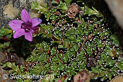 Gegenblättriger Steinbrech (Saxifraga oppositifolia) (C342762)