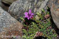 Gegenblättriger Steinbrech (Saxifraga oppositifolia) (C342765)