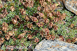 Gegenblättriger Steinbrech (Saxifraga oppositifolia) (C342766)