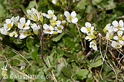 C342781: Alpen-Gänsekresse (Arabis alpina)