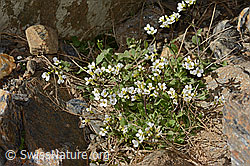 C342783: Alpen-Gänsekresse (Arabis alpina)