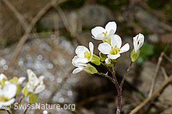 C342784: Alpen-Gänsekresse (Arabis alpina)