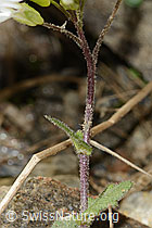 C342785: Alpen-Gänsekresse (Arabis alpina)