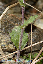 C342786: Alpen-Gänsekresse (Arabis alpina)