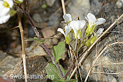 C342790: Alpen-Gänsekresse (Arabis alpina)