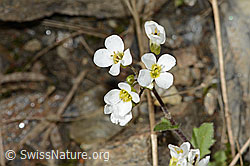C342793: Alpen-Gänsekresse (Arabis alpina)