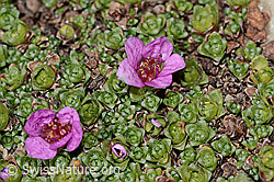 Gegenblättriger Steinbrech (Saxifraga oppositifolia) (C342810)