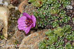 Gegenblättriger Steinbrech (Saxifraga oppositifolia) (C342811)