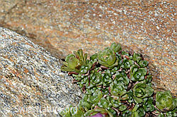 Gegenblättriger Steinbrech (Saxifraga oppositifolia) (C342812)