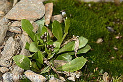 Bläuliche Gänsekresse (Arabis caerulea) (C342871) Bläuliche Gänsekresse (Arabis caerulea) (C342871)