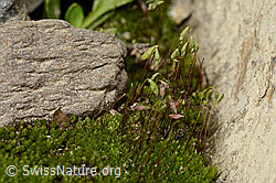 Haar-Birnmoos (Bryum capillare) (C342875)