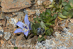 Mont Cenis-Glockenblume (Campanula cenisia) (07.2025, C342970)