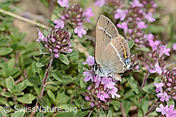C344228: Kreuzdorn-Zipfelfalter (Satyrium spini) auf Frühblühendem Thymian (Thymus praecox ssp. praecox)