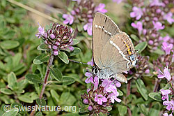 C344229: Kreuzdorn-Zipfelfalter (Satyrium spini) auf Frühblühendem Thymian (Thymus praecox ssp. praecox)