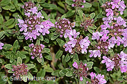 C344237: Frühblühender Thymian (Thymus praecox ssp. praecox)