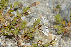 Cerastium uniflorum (C345849)