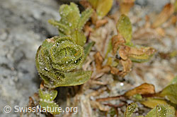 Cerastium uniflorum (C345850)