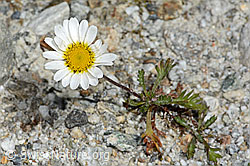 Gewöhnliche Alpenmargerite (Leucanthemopsis alpina) (C345853)