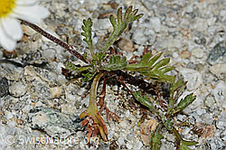Gewöhnliche Alpenmargerite (Leucanthemopsis alpina) (C345855)
