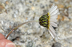 Gewöhnliche Alpenmargerite (Leucanthemopsis alpina) (C345858)