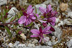 Fleischers Weidenröschen (Epilobium fleischeri) (C345864) Fleischers Weidenröschen (Epilobium fleischeri) (C345864)