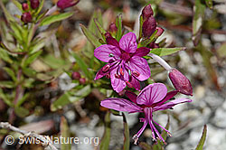Fleischers Weidenröschen (Epilobium fleischeri) (C345865) Fleischers Weidenröschen (Epilobium fleischeri) (C345865)