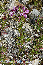 Fleischers Weidenröschen (Epilobium fleischeri) (C345866) Fleischers Weidenröschen (Epilobium fleischeri) (C345866)
