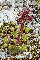 Berg-Hauswurz (Sempervivum montanum) (C345882) Berg-Hauswurz (Sempervivum montanum) (C345882)