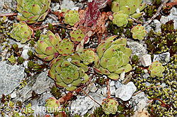 Berg-Hauswurz (Sempervivum montanum) (C345883) Berg-Hauswurz (Sempervivum montanum) (C345883)