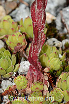 Berg-Hauswurz (Sempervivum montanum) (C345884) Berg-Hauswurz (Sempervivum montanum) (C345884)