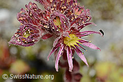 Berg-Hauswurz (Sempervivum montanum) (C345887) Berg-Hauswurz (Sempervivum montanum) (C345887)