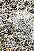 Foto: Alpen-Rispengras (Poa alpina)