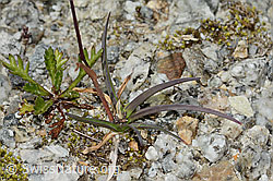Foto: Alpen-Rispengras (Poa alpina)