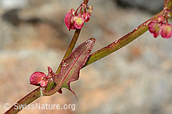 Schildblättriger Ampfer (Rumex scutatus) (C345932)