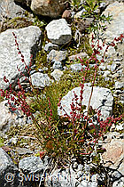 Schildblättriger Ampfer (Rumex scutatus) (C345938)