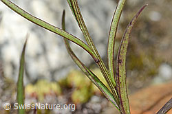 Scheuchzers Glockenblume (Campanula scheuchzeri) (C345971)