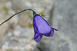 Scheuchzers Glockenblume (Campanula scheuchzeri) (C345974)