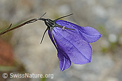 Scheuchzers Glockenblume (Campanula scheuchzeri) (C345976)