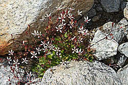 Sternblütiger Steinbrech (Saxifraga stellaris) (C345984)