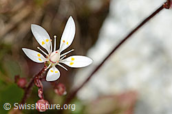 Sternblütiger Steinbrech (Saxifraga stellaris) (C345988)
