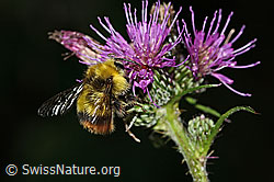 Wiesenhummel (Bombus pratorum) an Sumpf-Kratzdistel (Cirsium palustre) (C346437)
