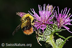 Wiesenhummel (Bombus pratorum) an Sumpf-Kratzdistel (Cirsium palustre) (C346438)
