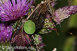Sumpf-Kratzdistel (Cirsium palustre)