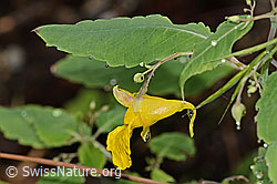 C346503: Wald-Springkraut (Impatiens noli-tangere)